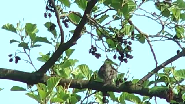 Mönchsgrasmücke (Sylvia atricapilla)