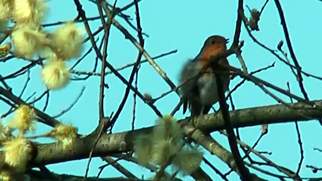 Rotkehlchen (Erithacus rubecula)