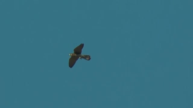 Turmfalke (Falco tinnunculus)