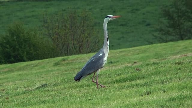 Graureiher (Ardea cinerea)