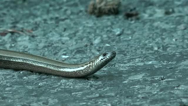 Blindschleiche (Anguis fragilis)