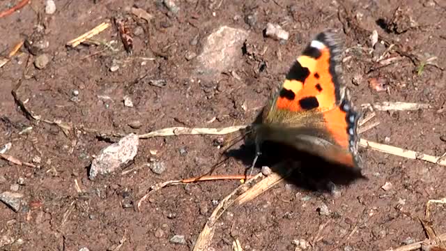 Kleiner Fuchs (Aglais urticae)