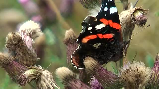 Admiral (Vanessa atalanta)