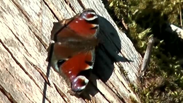 Tagpfauenauge (Inachis io)