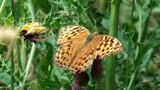 Kaisermantel (Argymnis paphia)