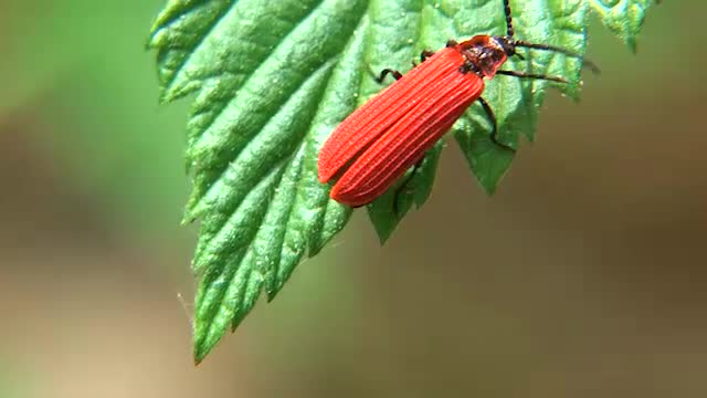 Scharlachroter Netzkäfer (Dictyoptera aurora)