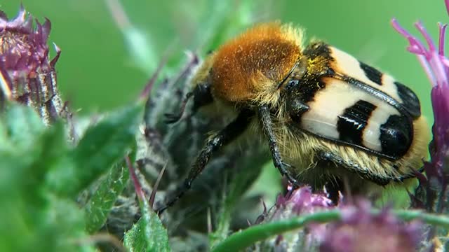Gebänderter Pinselkäfer (Trichius fasciatus)