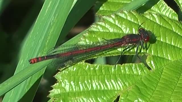 Adonislibelle (Männchen) beim Fressen