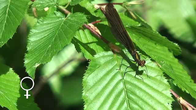 Blauflügel-Prachtlibelle (Calopteryx virgo)