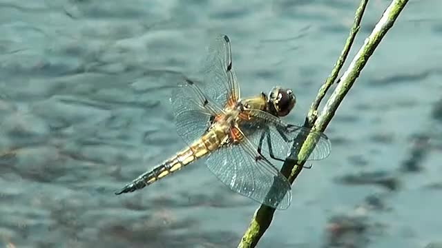 Vierfleck (Libellula quadrimaculata)