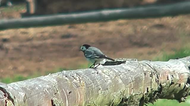 Bachstelze (Motacilla alba)