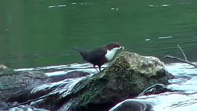 Wasseramsel (Cinclus cinclus)