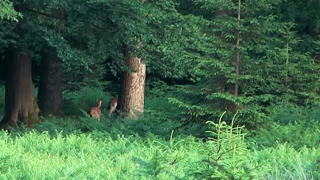 Hirschkuh mit ihrem Kalb