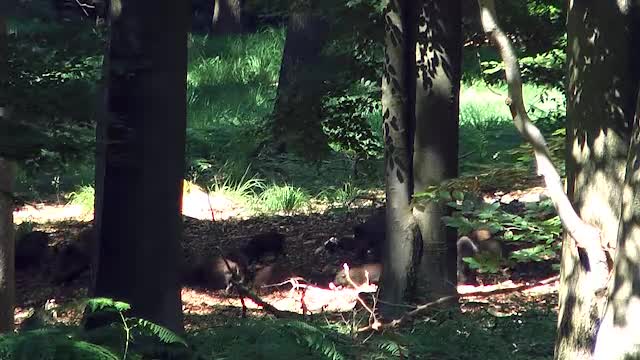 Eine Mutterfamilie Wildschweine