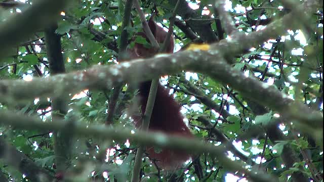 Eichhörnchen (Sciurus vulgaris)