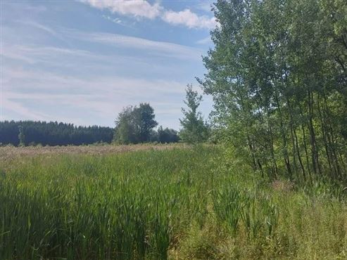 Naturliebhaber aufgepasst: Einzigartiges Baugrundstück in unmittelbarer Waldnähe mit eigenem Wasserlauf und vorhandener Genehmigung