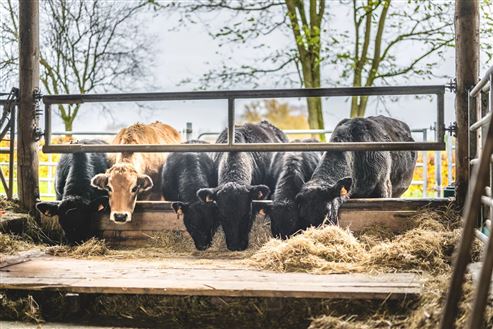 Aufwendig sanierte historische Hofanlage mit Herrenhaus, Zwei-Familienhaus u. großen Stallungen