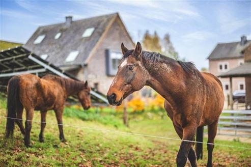 Authentisch restauriertes, exklusives Herrenhaus in historischer Hofanlage – mit Stallungen und Ausbaupotenzial