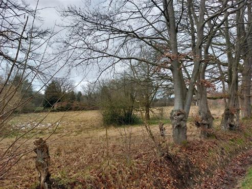 Promotoren & Investoren: Exklusives Baugrundstück in gefragter naturnaher Grenzlage –baureif und ohne Bauverpflichtung