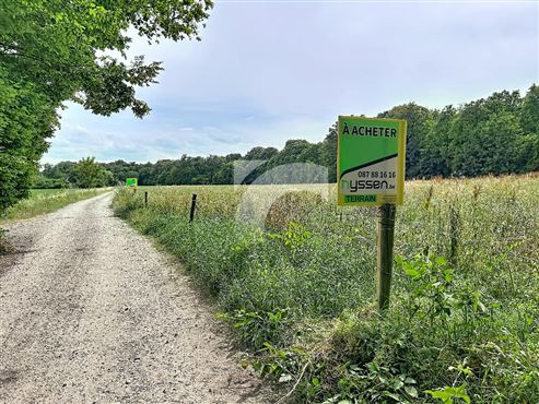 Wiese - TEUVEN