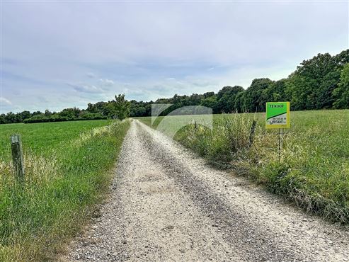 Wiese - TEUVEN