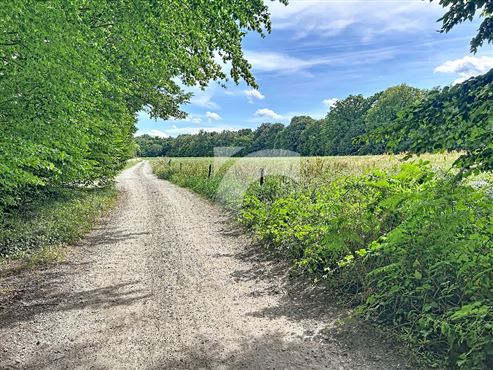 Wiese - TEUVEN