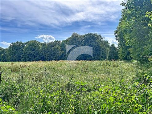 Wiese - TEUVEN